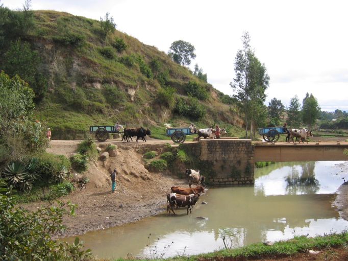 Charettes &agrave; Zebu
