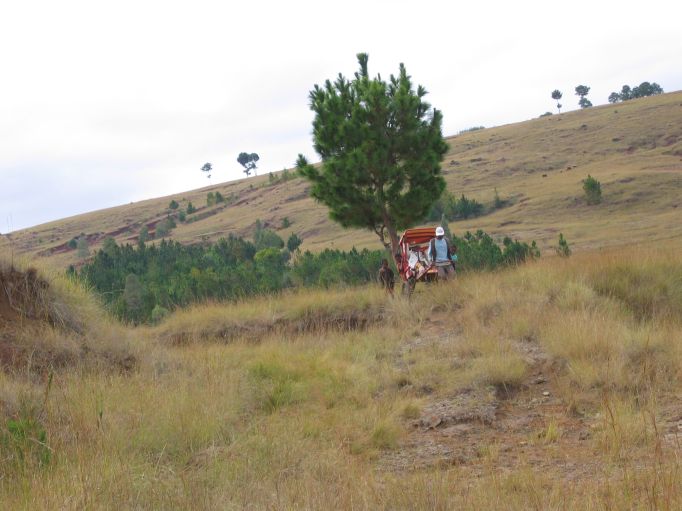 Charettes &agrave; Zebu