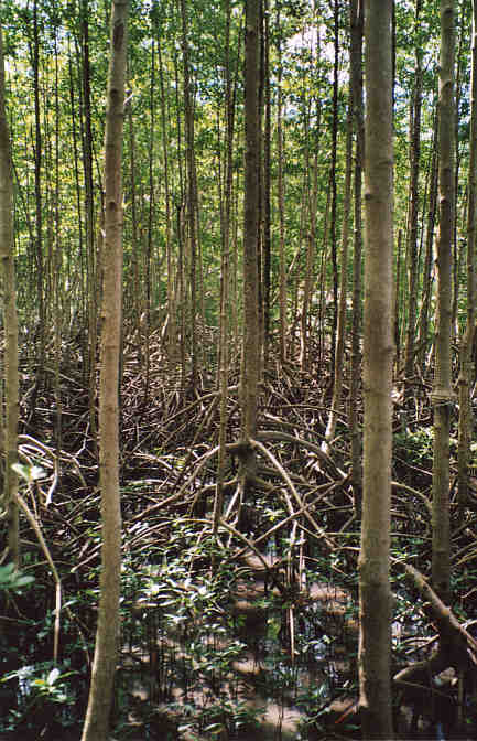 Mangrove